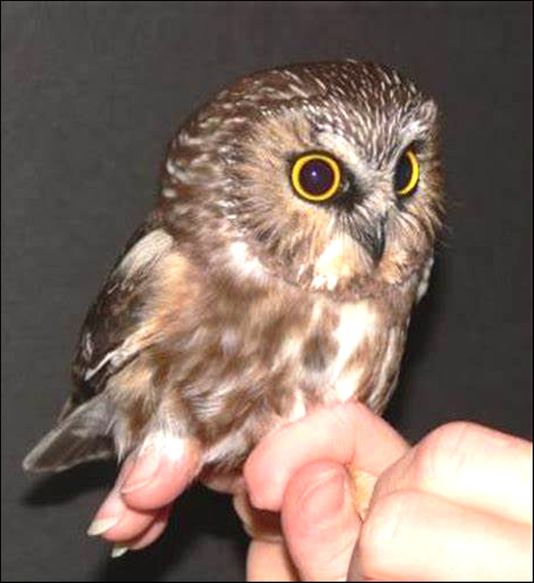 Маленькие виды сов