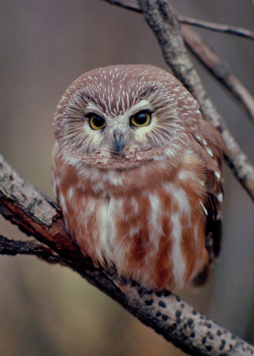 Сова Филин Сыч сипуха