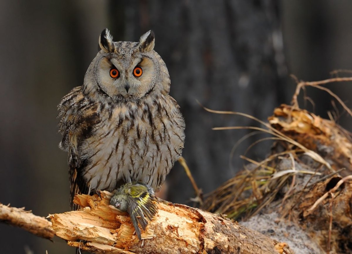 Ушастая Сова питается
