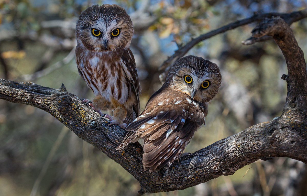 Сова на ветке