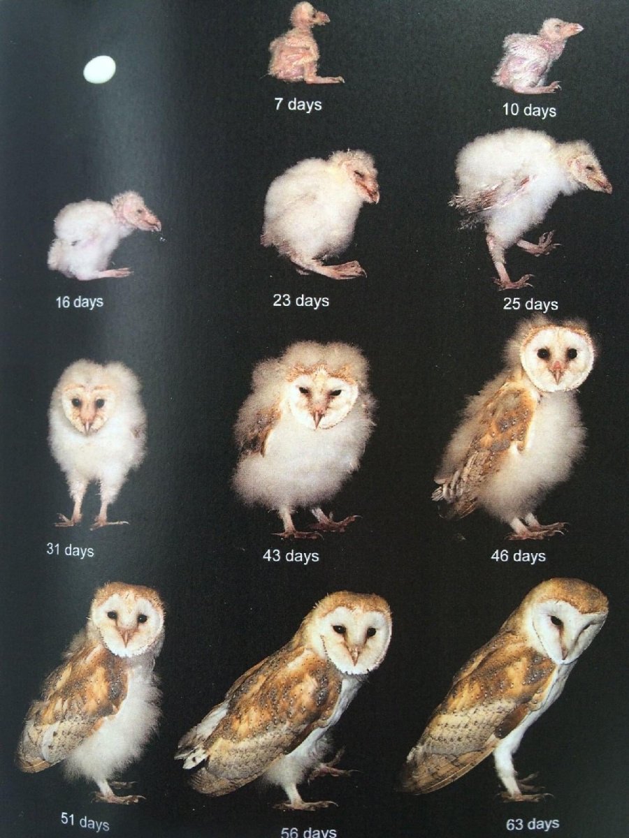 Взросление Сипухи