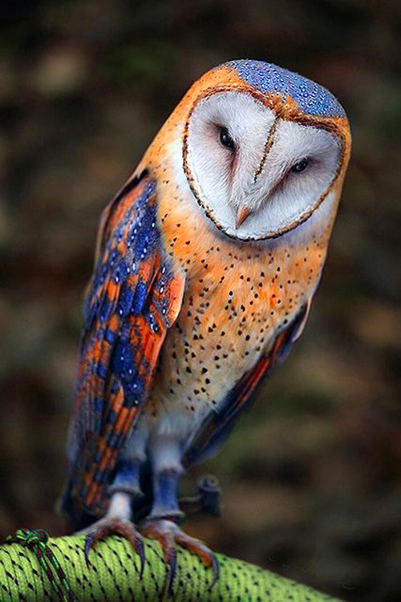 Сипуха Тито Альба