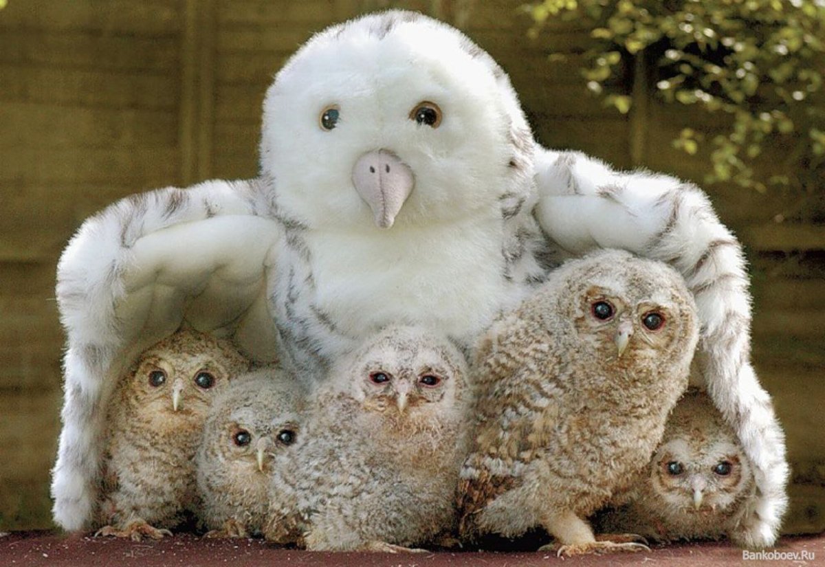 Полярная Сова с совятами