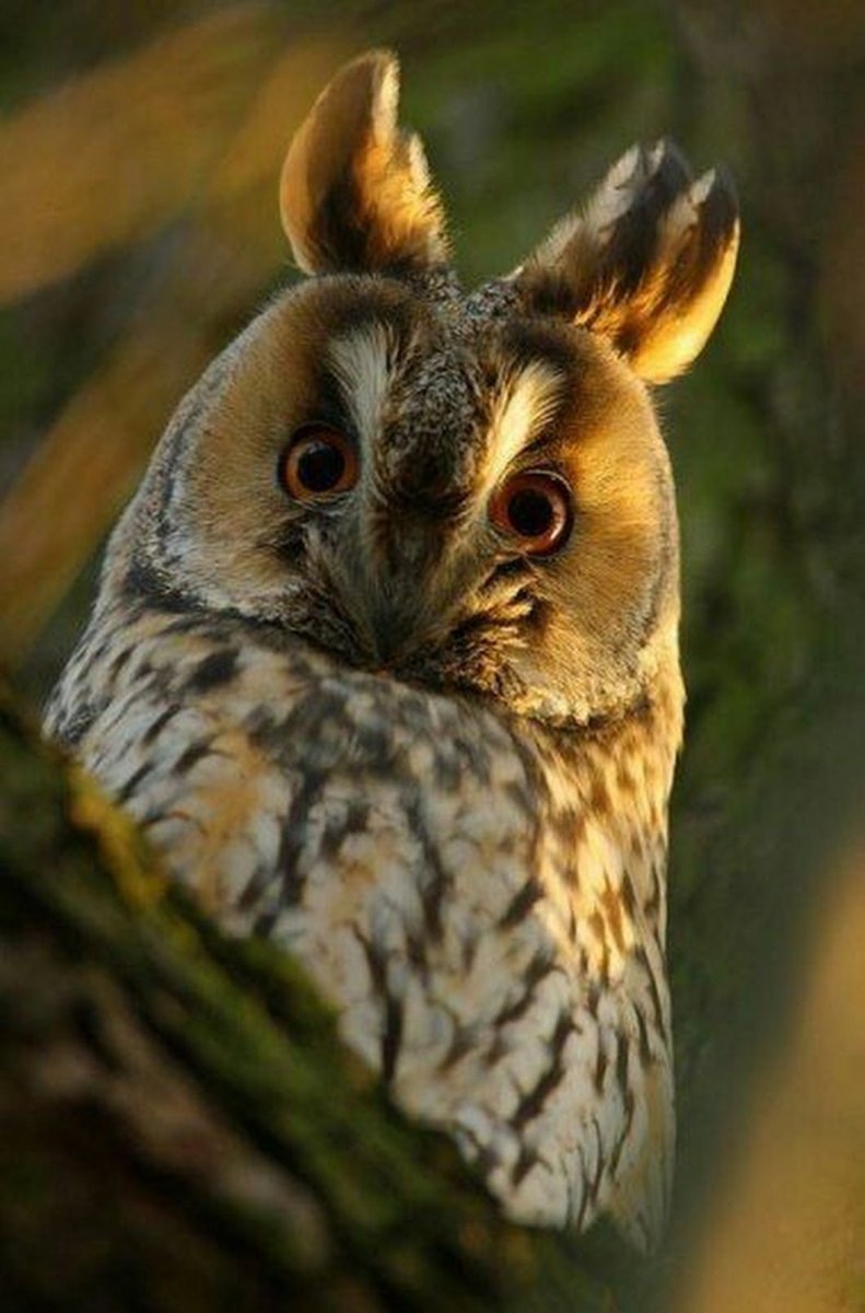 Центральноамериканская ушастая Сова