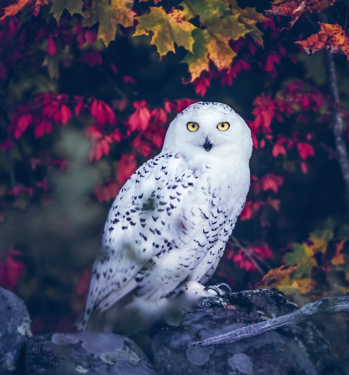 Сова Полярная белая