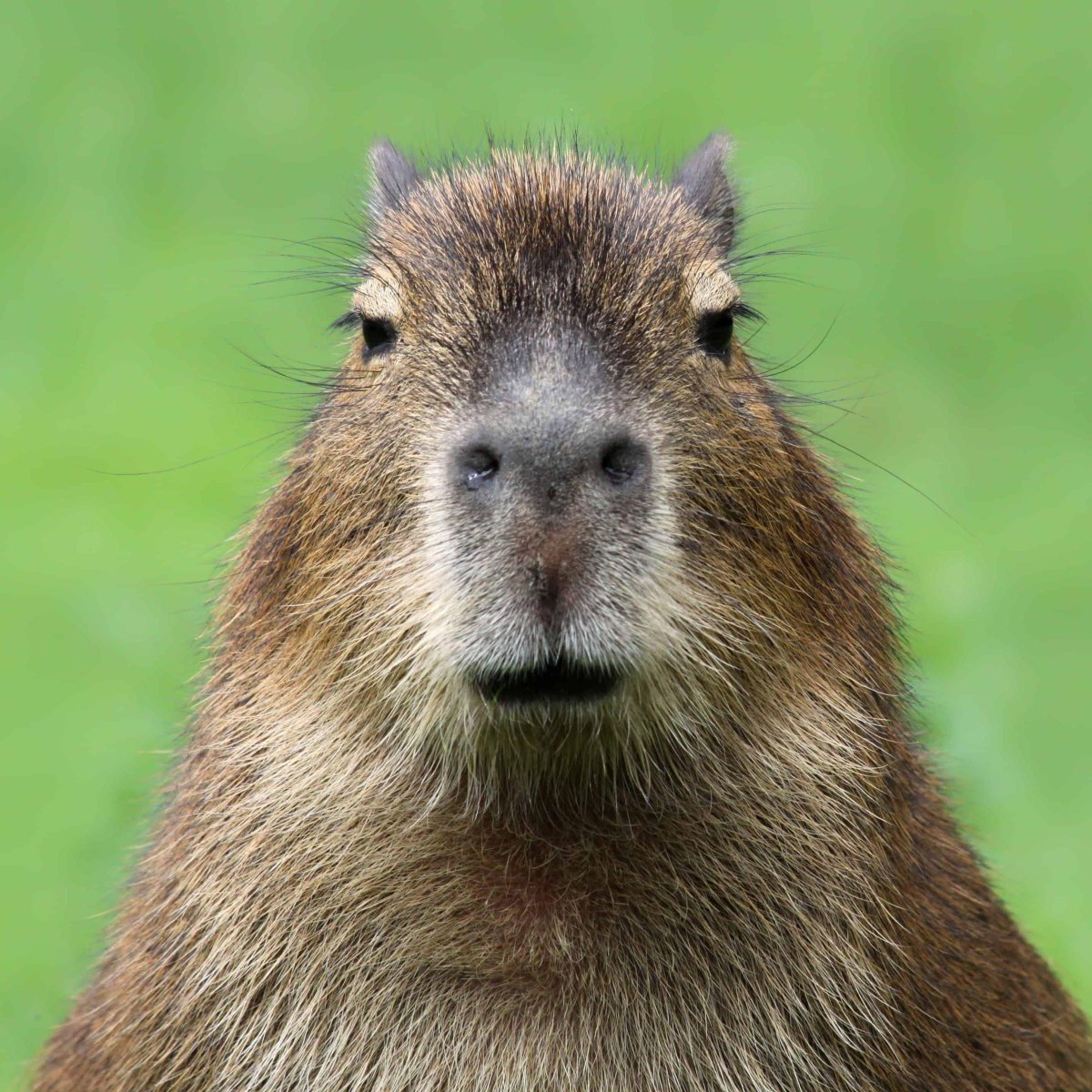 Капибара Король