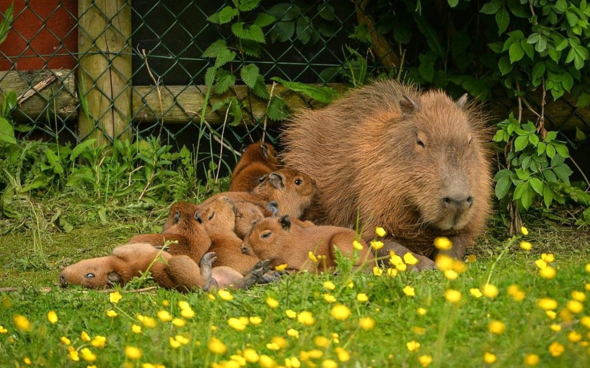 Капибара с мандарином