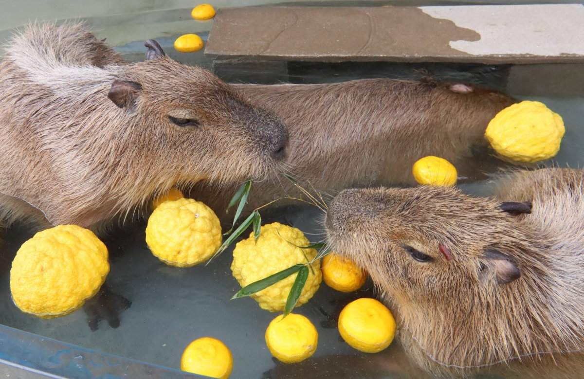 Capybara Lemon