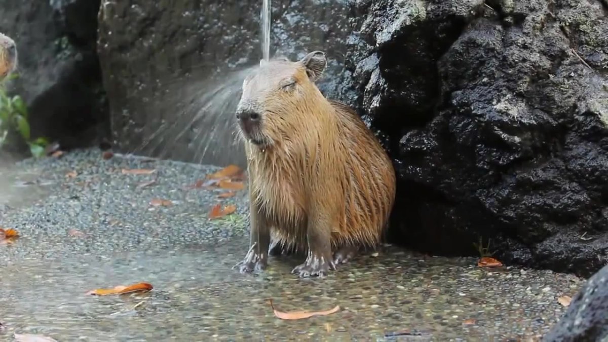 Капибара под водой