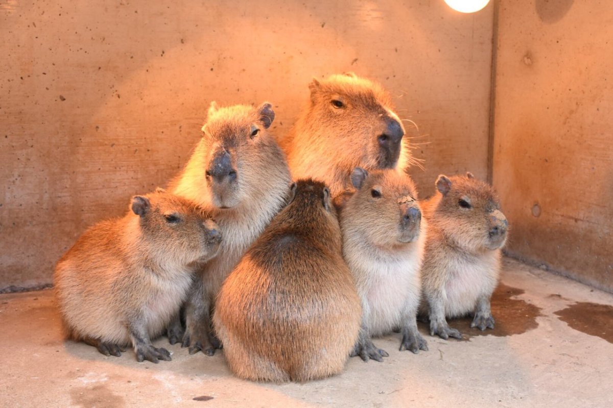 Капибара альбинос