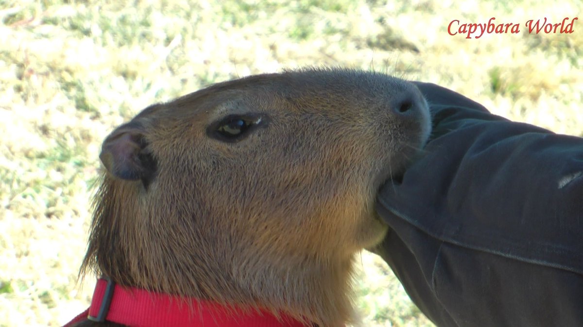 ПЭТ капибара