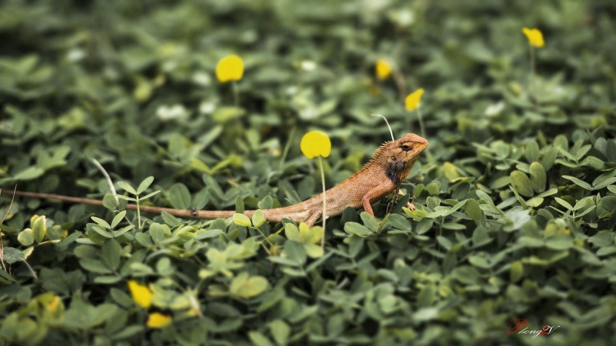 Варан на траве