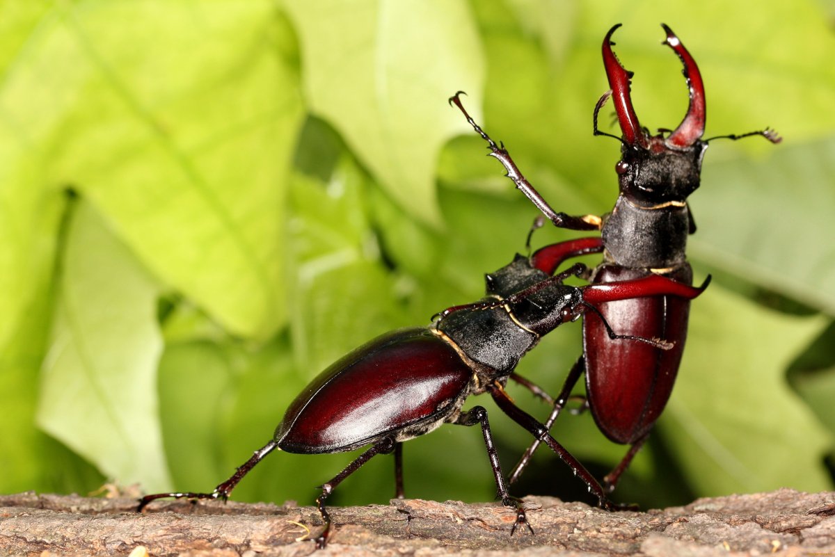 Жук-олень (Lucanus Cervus)