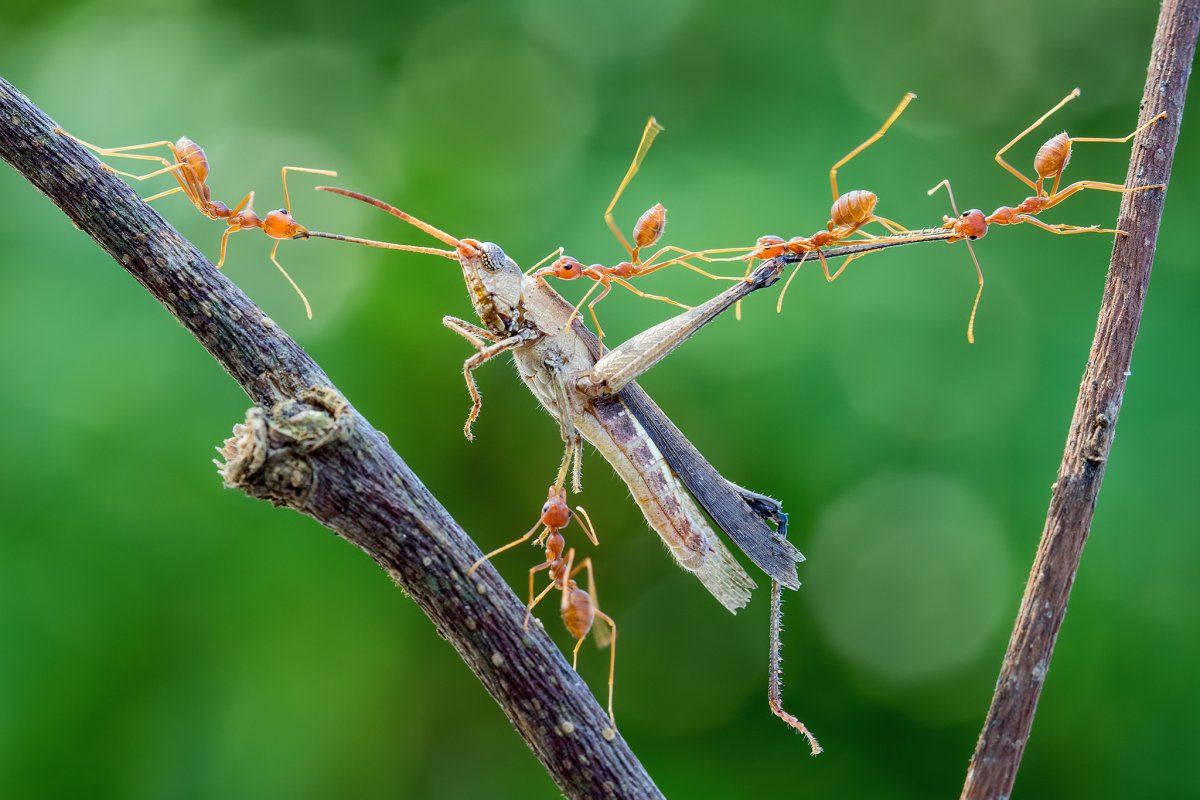 Богомол Саранча и Стрекоза