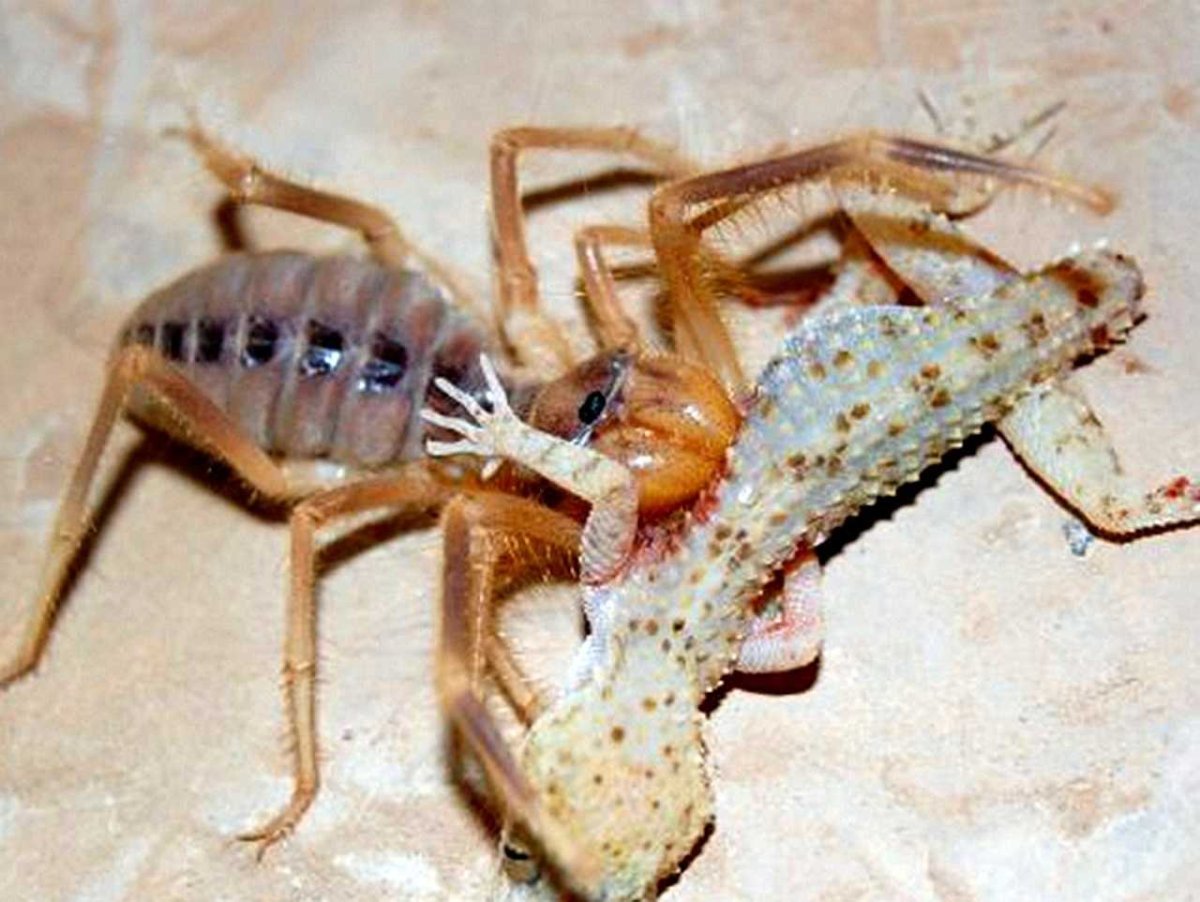 Сольпуга фаланга