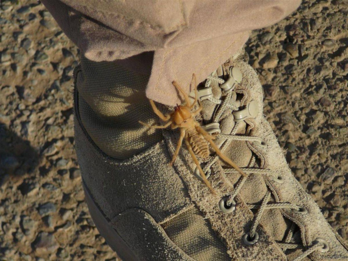 Сирийский паук фаланга