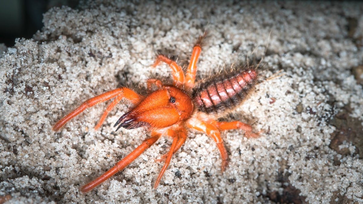 Сольпуга черная