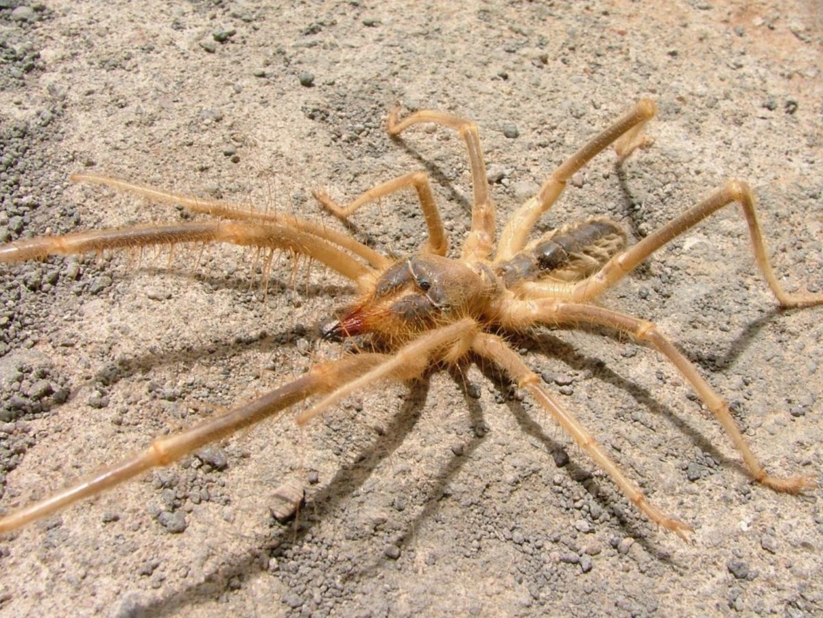 Фаланга паук Астраханский