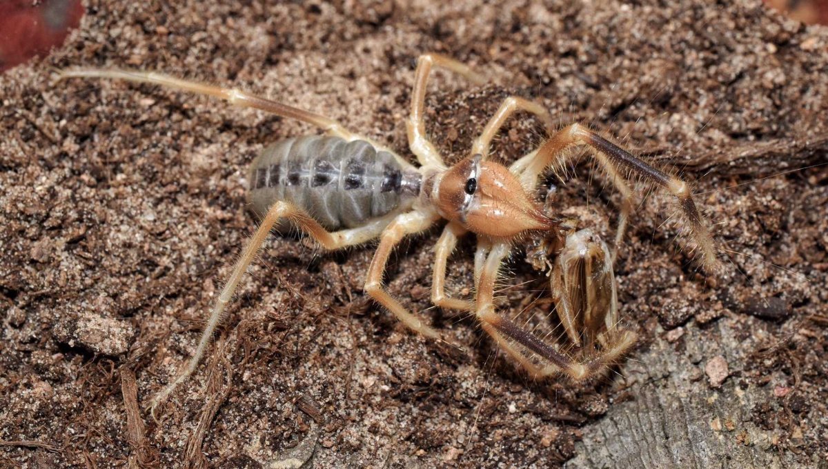 Отряд сольпуги