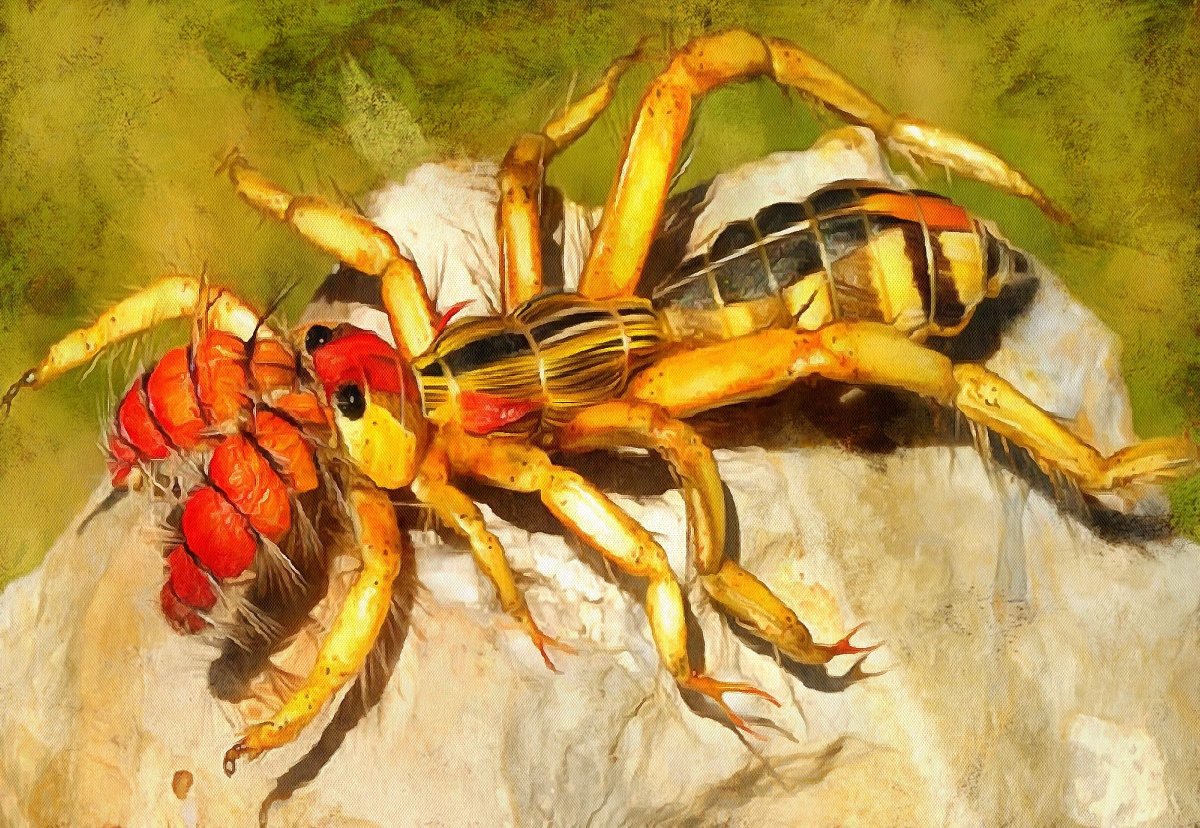 Фаланга насекомое