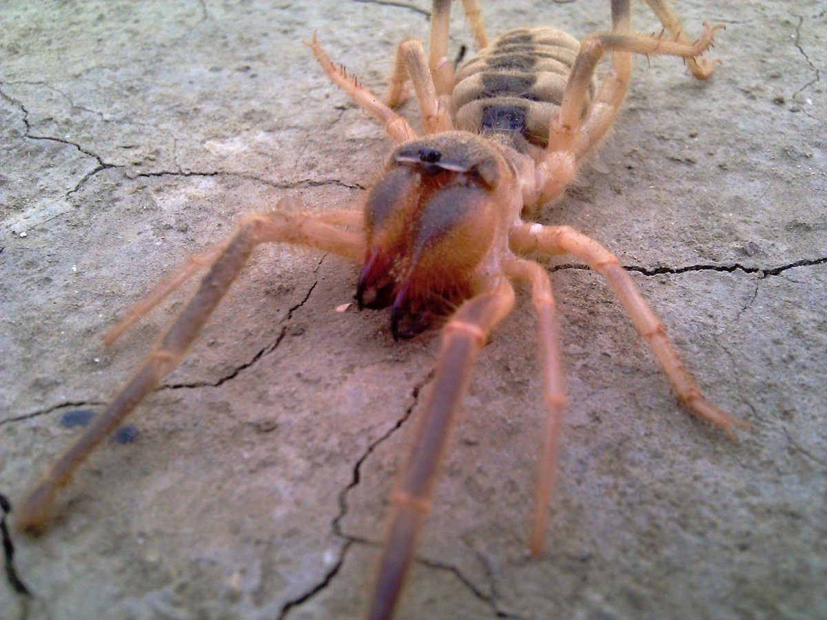 Верблюжий паук в Севастополе