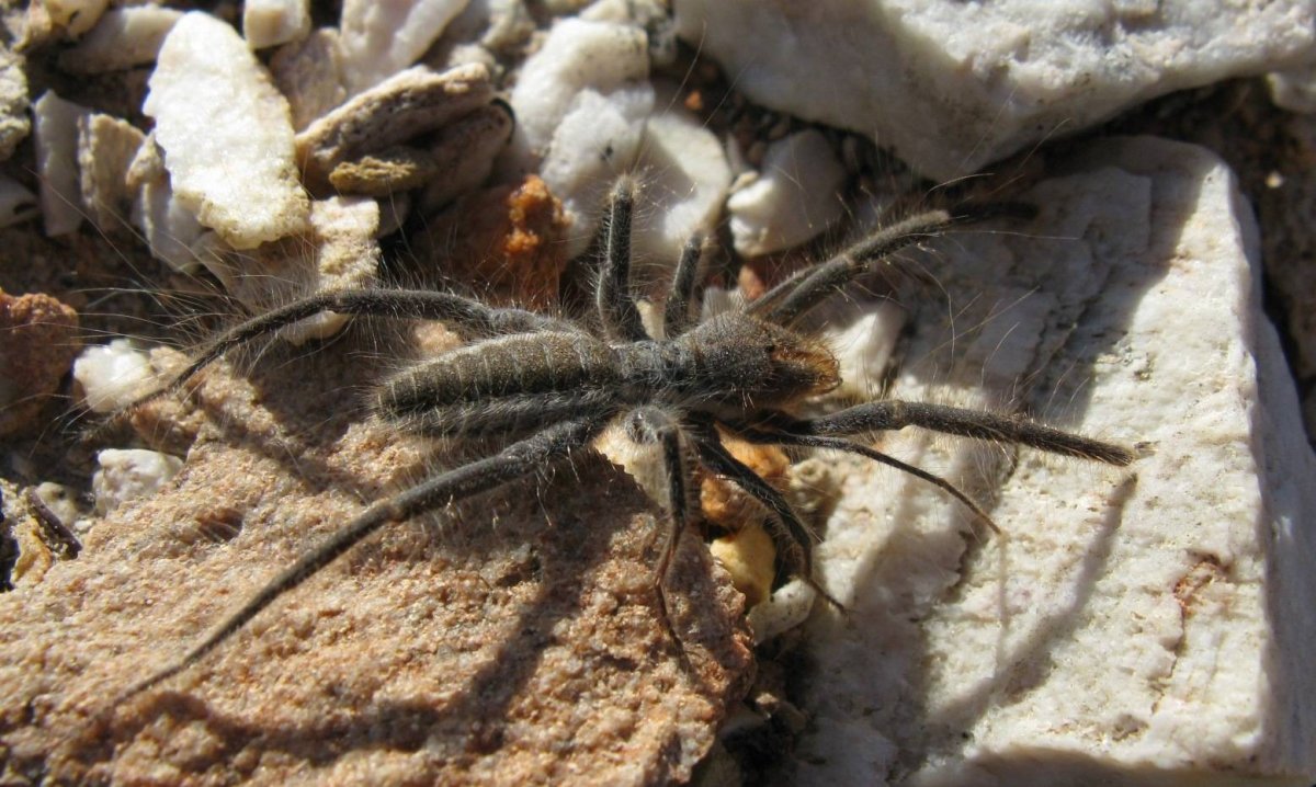 Степной паук фаланга