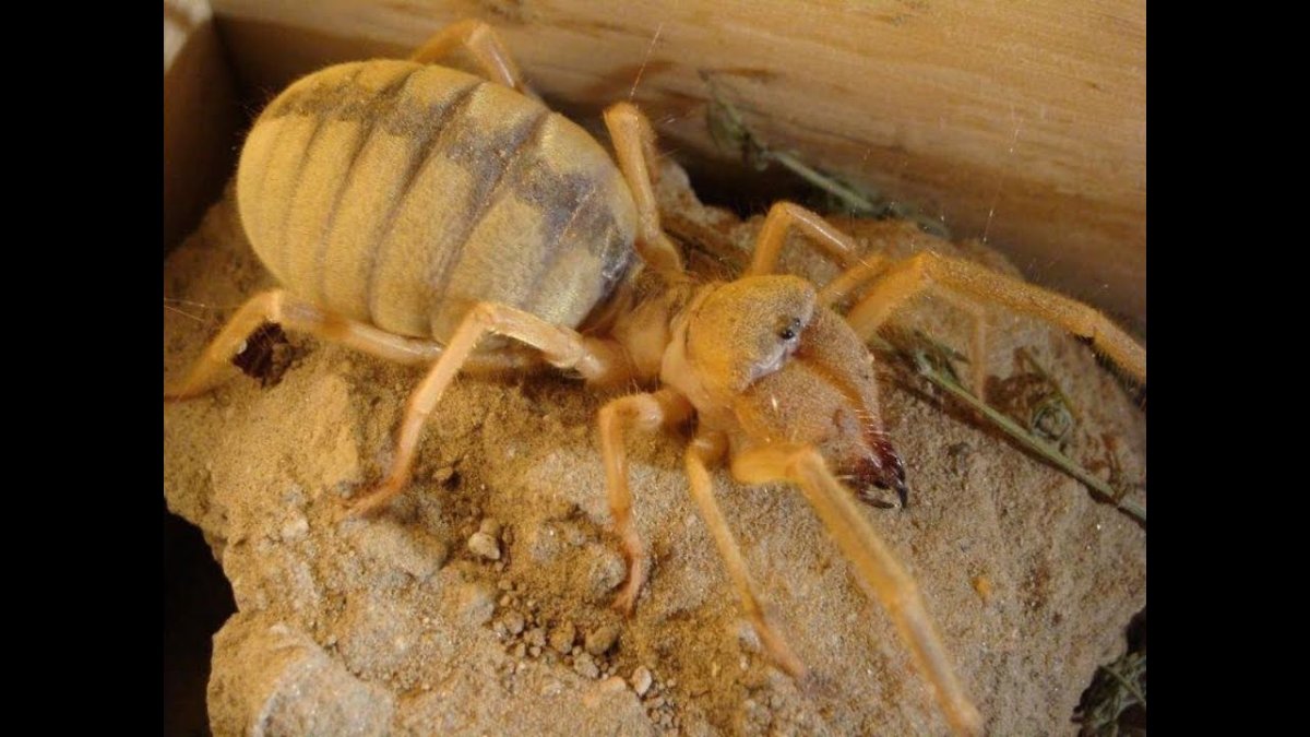 Верблюжий паук (Solifugae)
