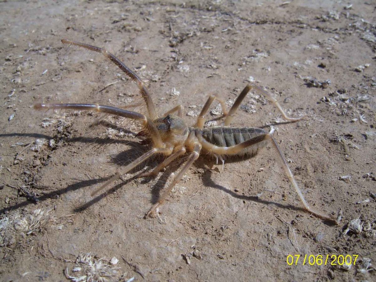 Волгоградский паук фаланга