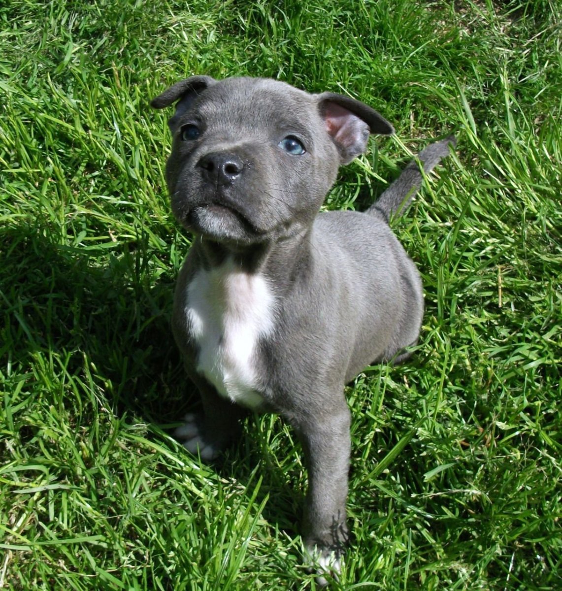 Стаффордширский бультерьер серый