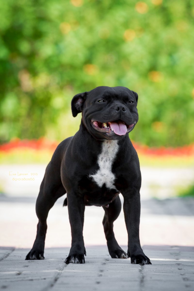 Стаффордширский бультерьер