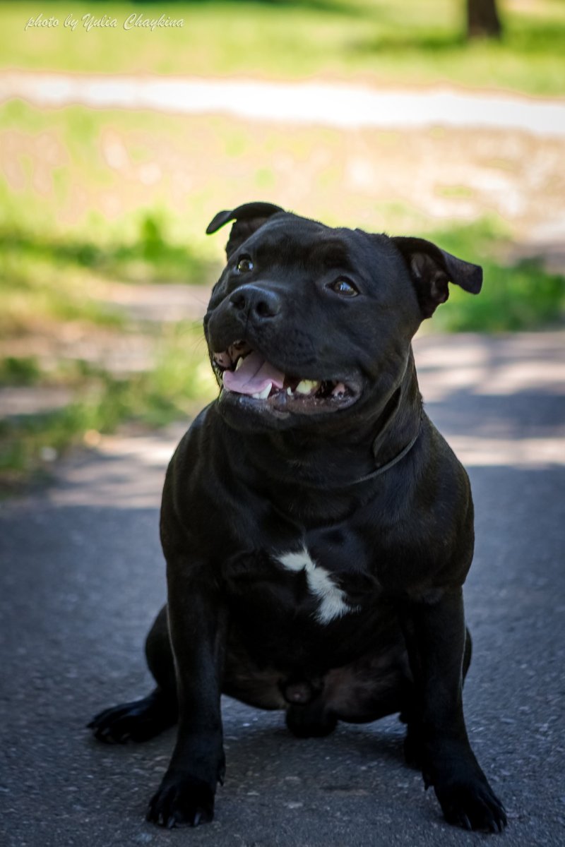 Стаффордширский питбультерьер