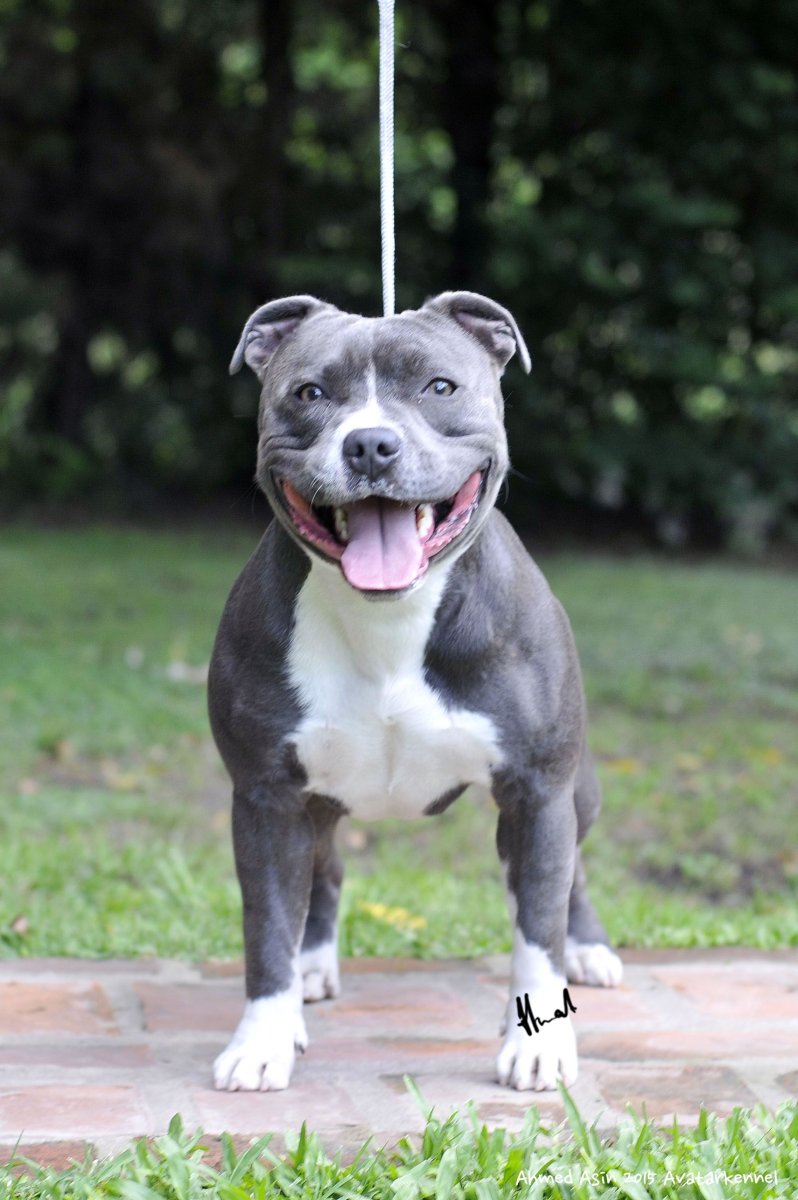 Стаффордширский бультерьер