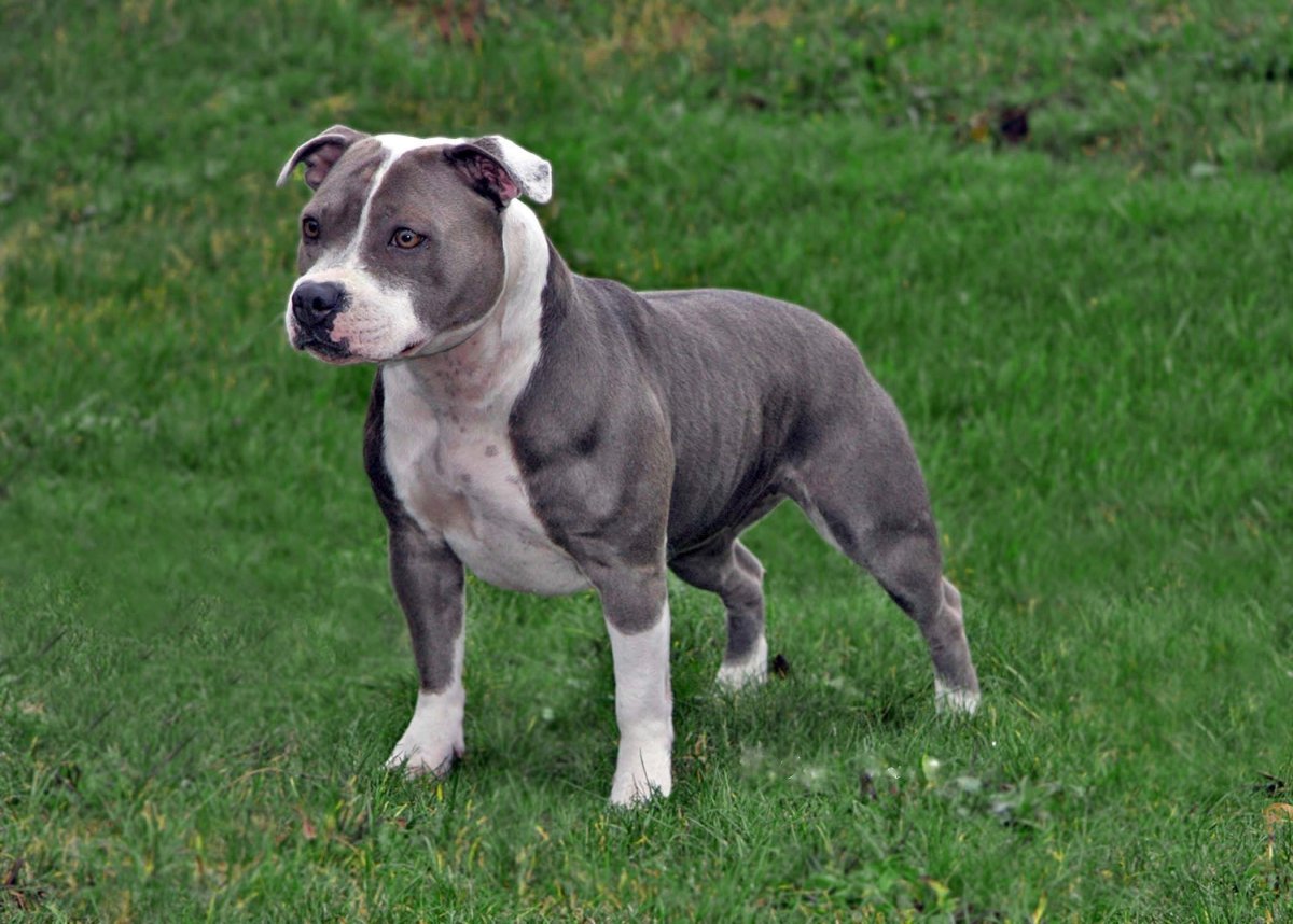 Стаффордширский бультерьер