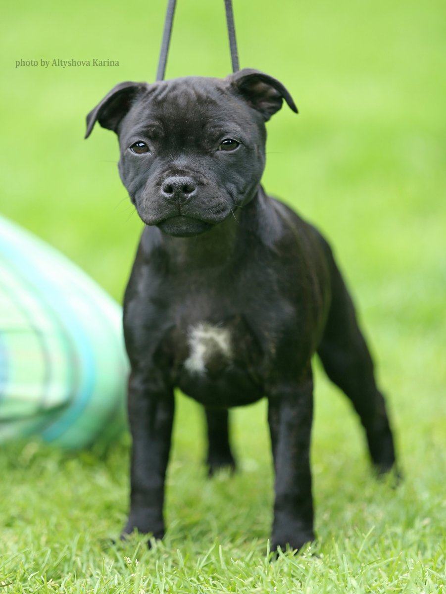 Черно тигровый стаффордширский бультерьер