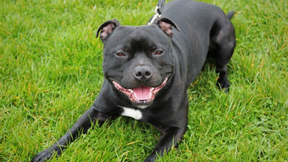 Британский стаффордширский бультерьер