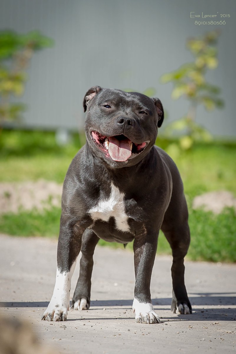 Стаффордширский бультерьер