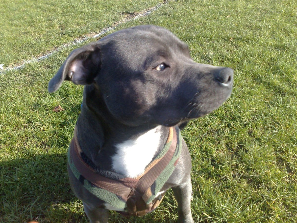 Стаффордширский бультерьер помесь