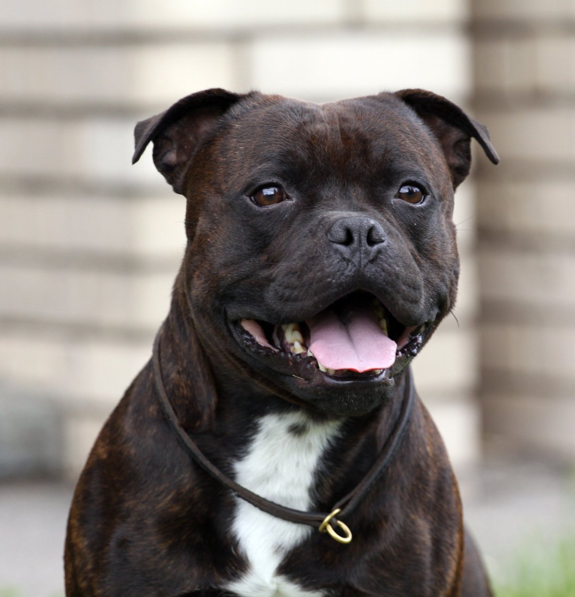 Стаффордширский бультерьер