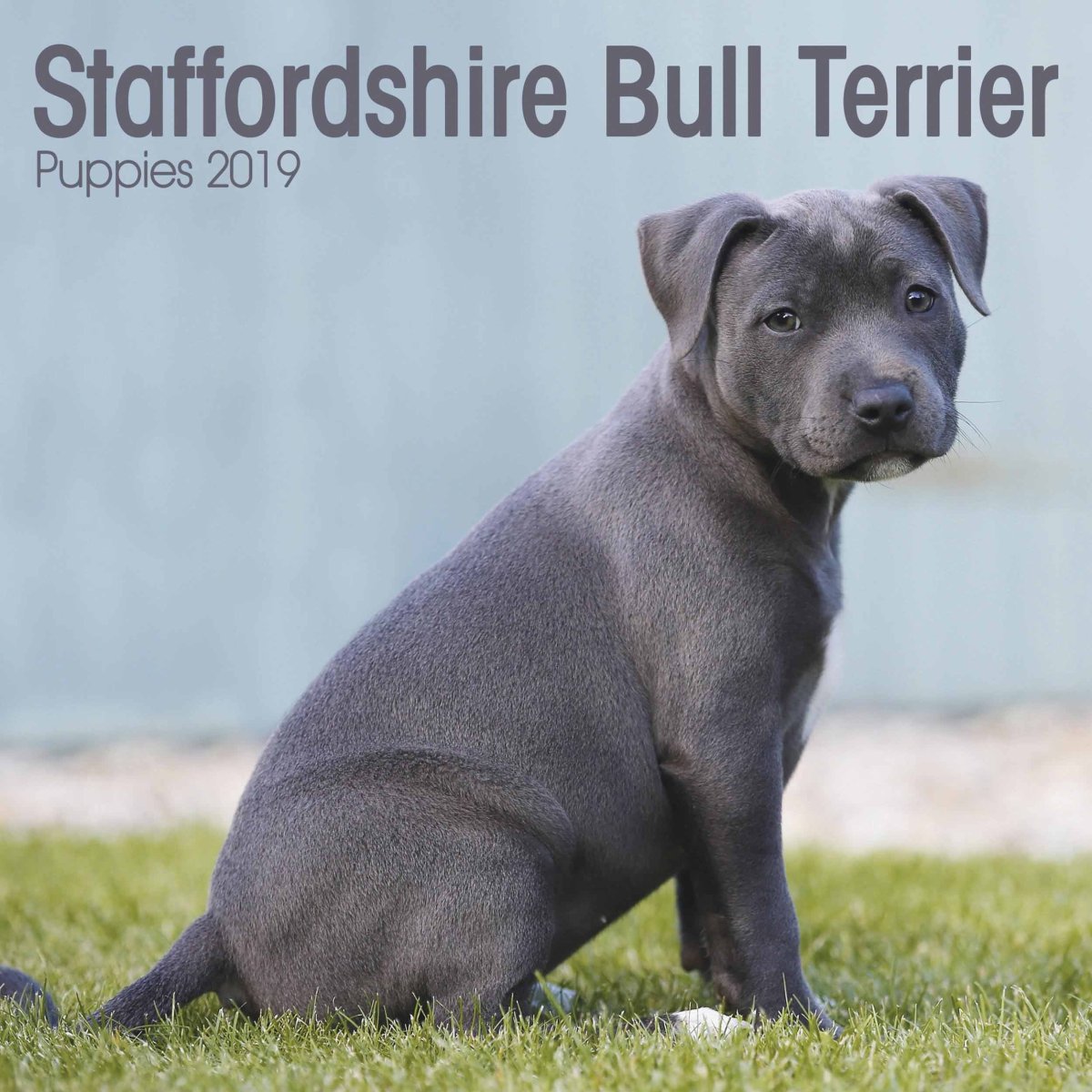 Стаффордширский бультерьер
