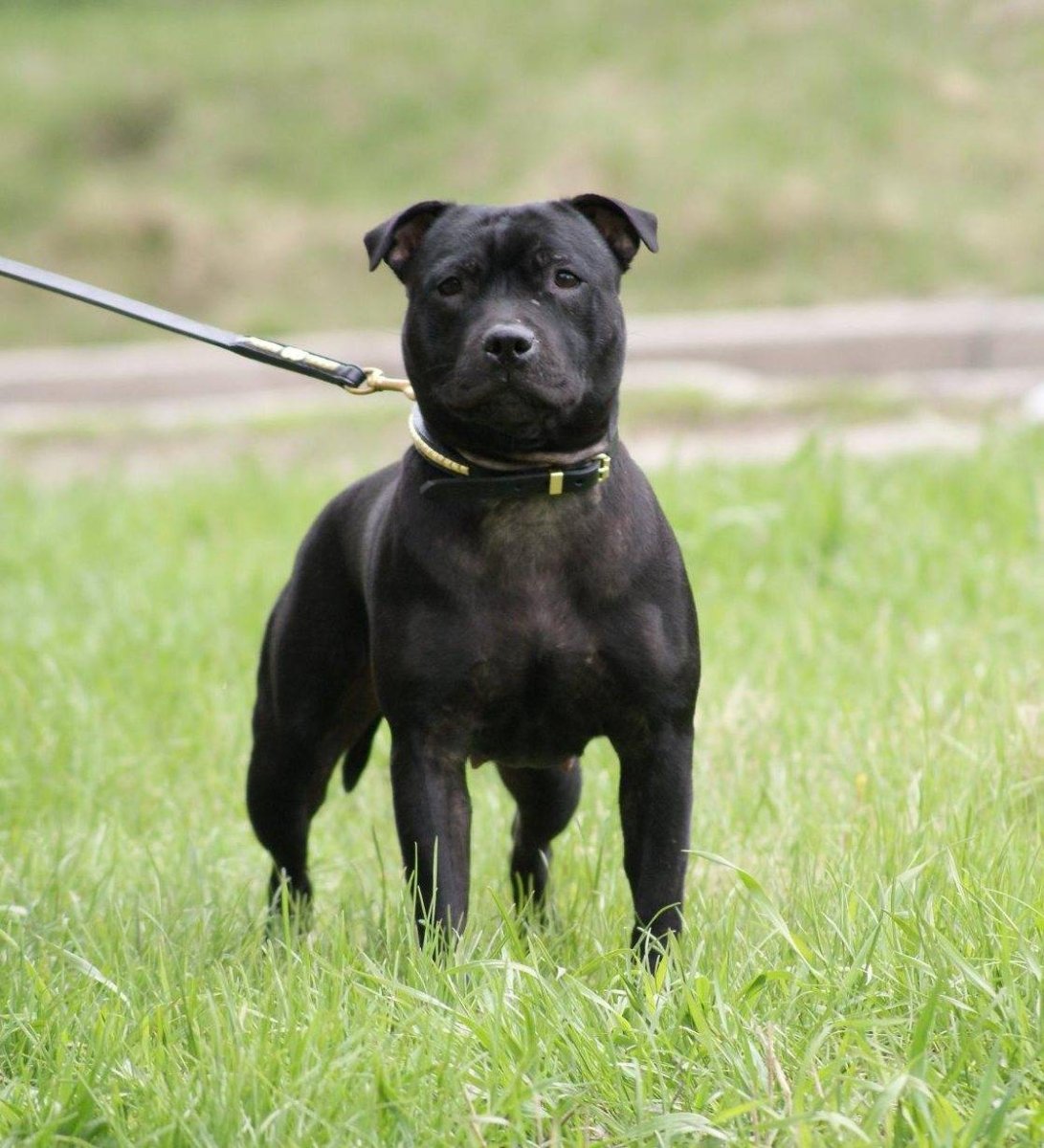 Стаффордширский питбультерьер