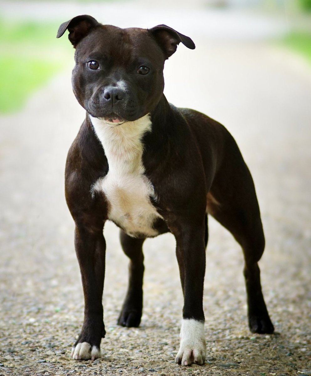 Стаффордширский бультерьер