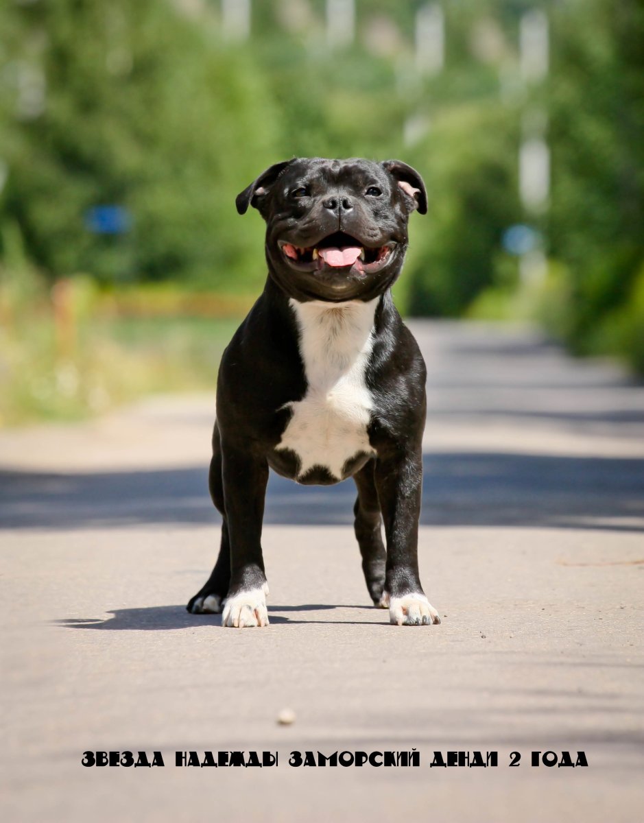 Стаффордширский питбультерьер