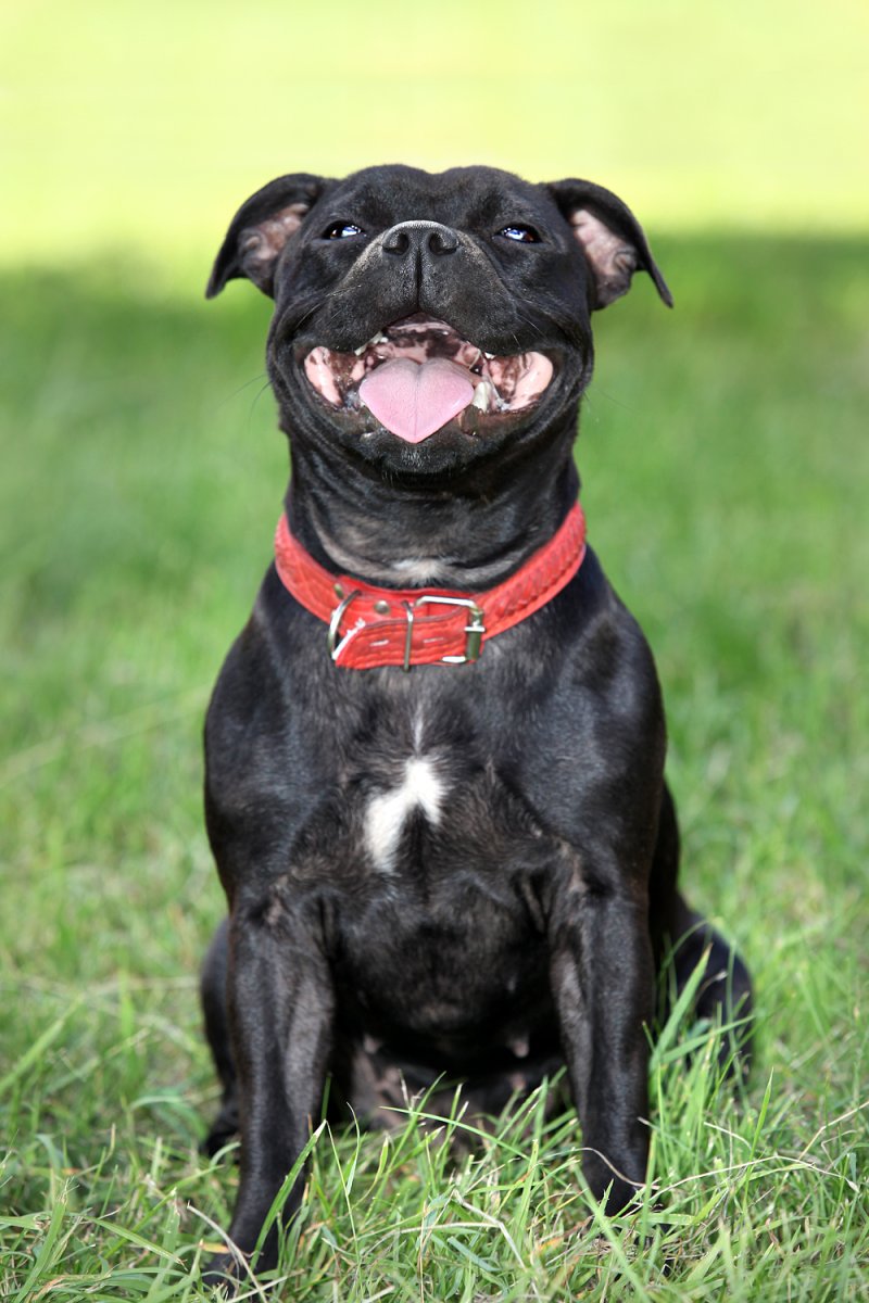 Стаффордширский бульт