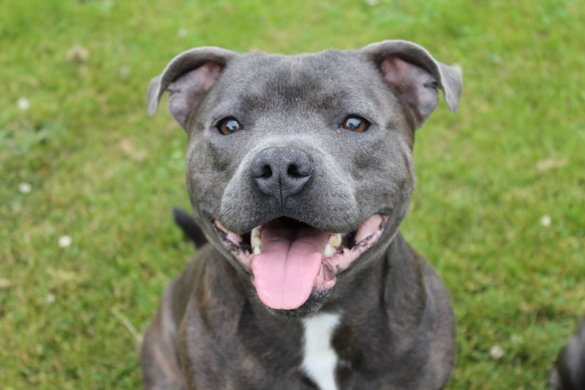 Стаффордширский бультерьер