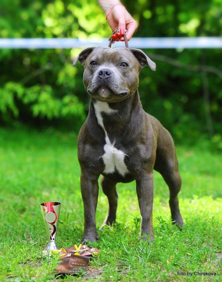 Стаффордширский бультерьер