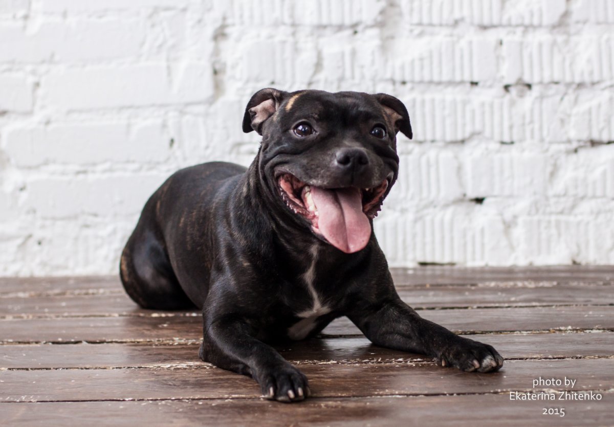 Стаффордширский бультерьер Федор