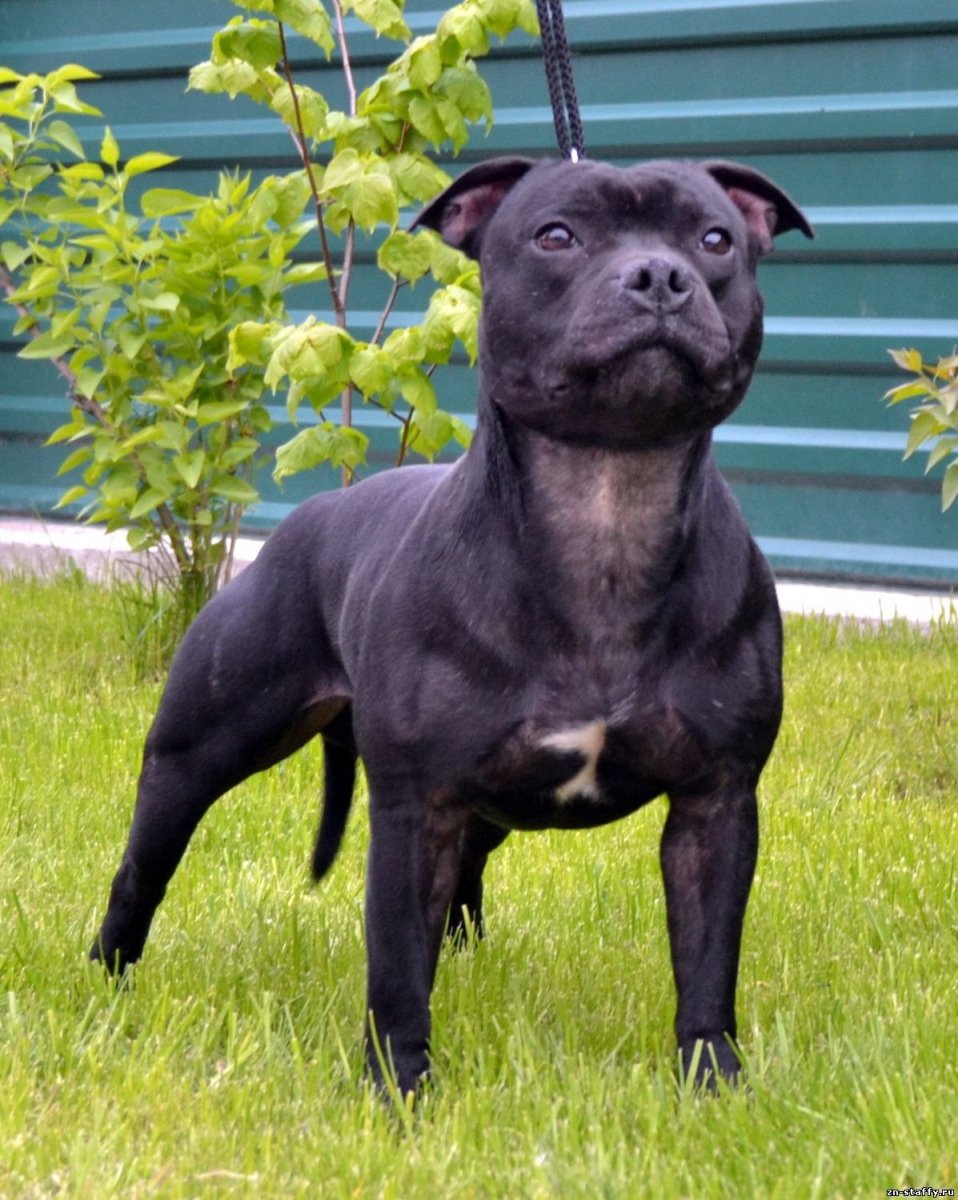 Стаффордширский бультерьер