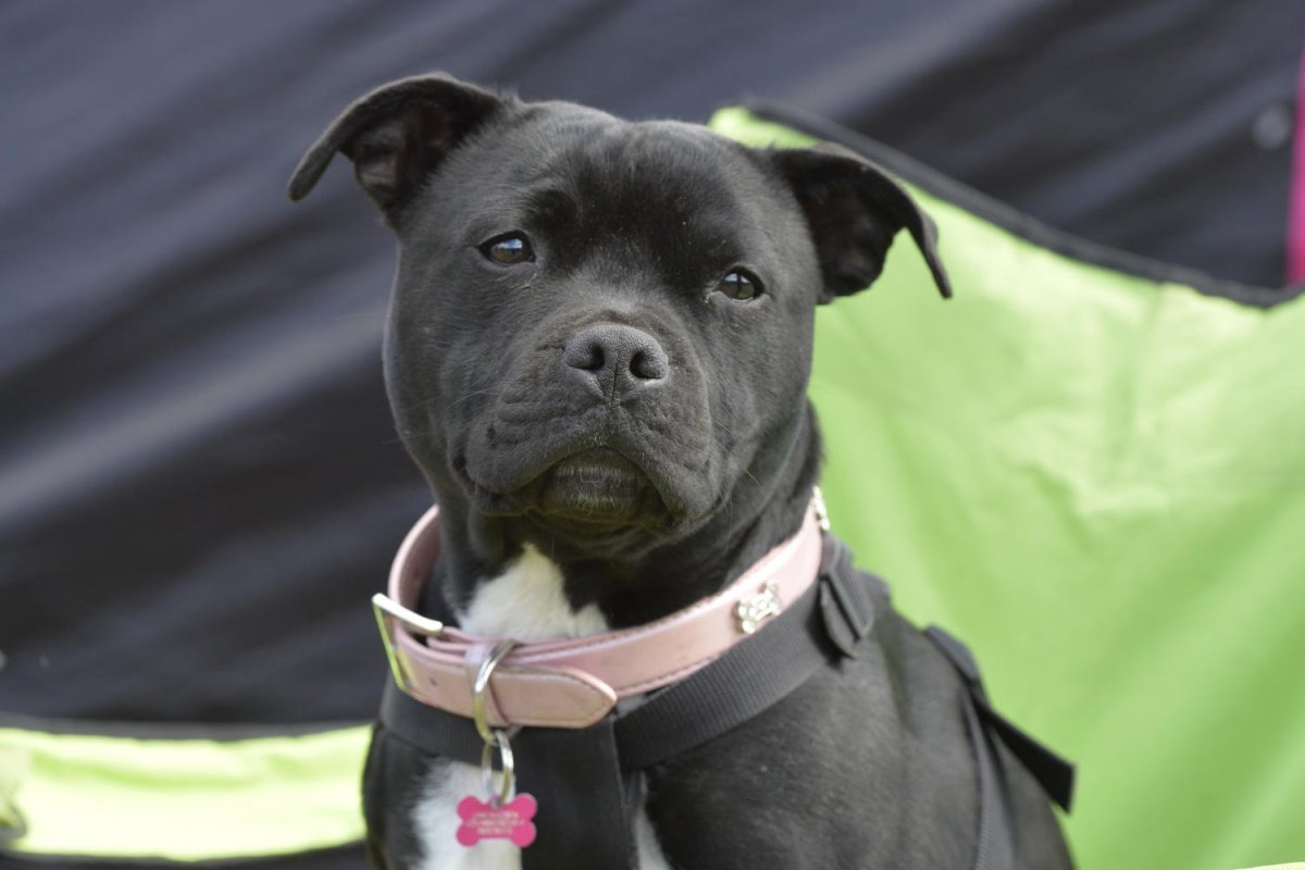 Стаффордширский бультерьер Валларин