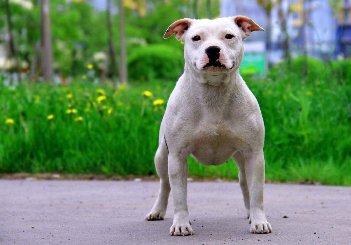 Английский стаффордширский бультерьер