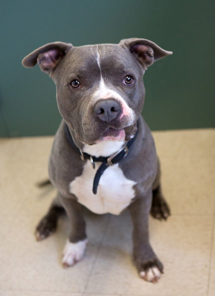 Американский стаффордширский терьер голубой